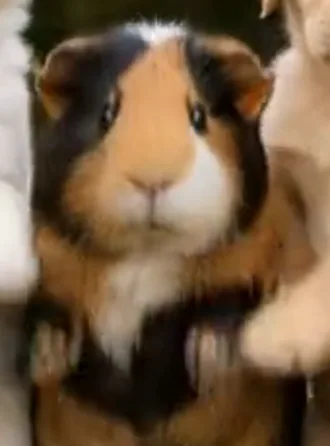 AI-generated Guinea pig dancing